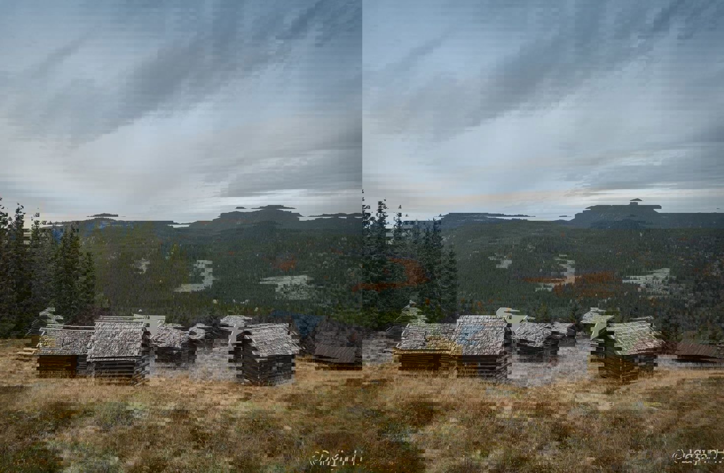 Skogfinneforeningen stiftet 26. januar 2021