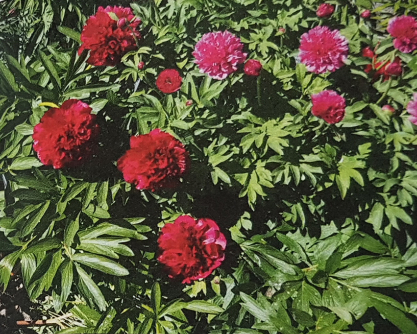 «Hagebruk på Romerike 1850 - 1900»