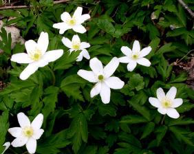 Fint dikt med god vårstemning!🌻🍀